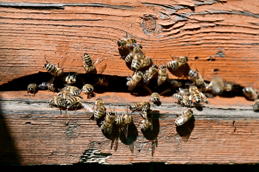 Why Bees and Beehives are a Symbol for Personal Wellness