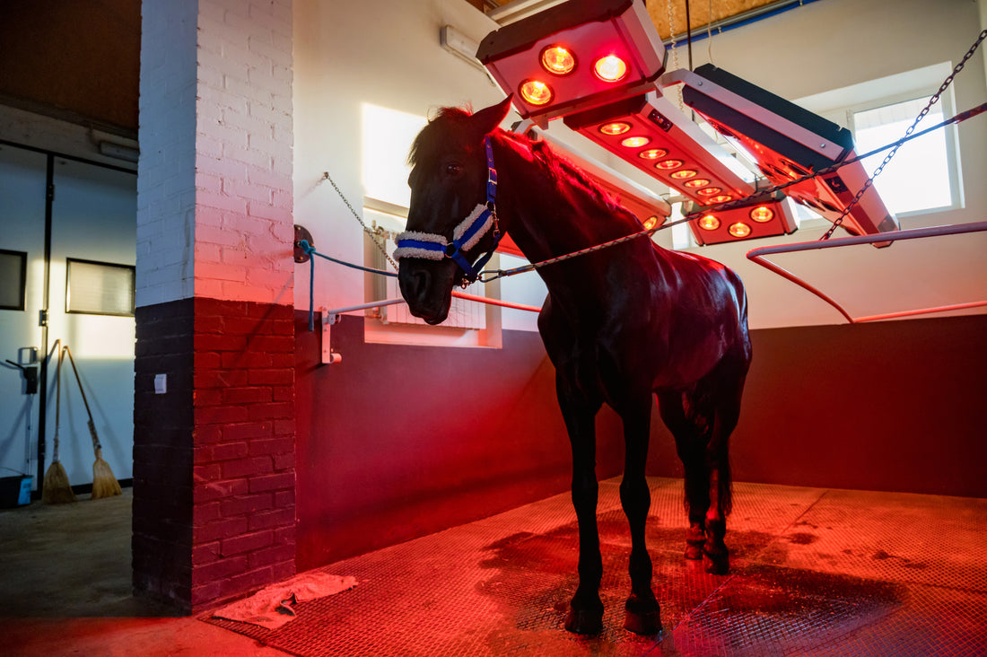 Learning from Equine Wellness, Light Therapy for Personal Home Use
